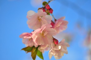 cc-licensed image 'Cherry Blossoms' by flickr user Zdenko Zivkovic