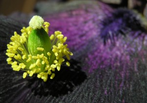 cc licensed photo "Hybrid Flower" by flickr user Michaell Porter