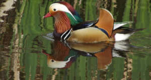 Male Mandarin Duck