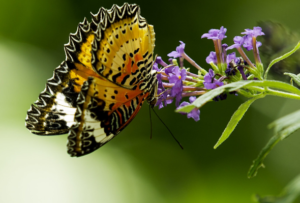 Colorful Butterfly on Purple Flower