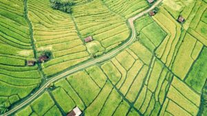 road through the fields